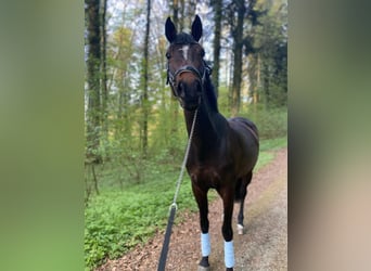 Oldenbourg, Jument, 11 Ans, 170 cm, Bai brun