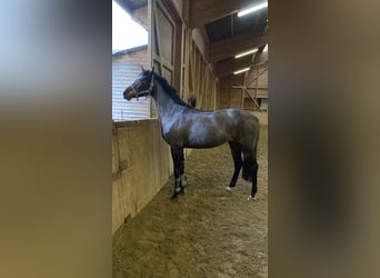 Oldenbourg, Jument, 11 Ans, 170 cm, Bai brun