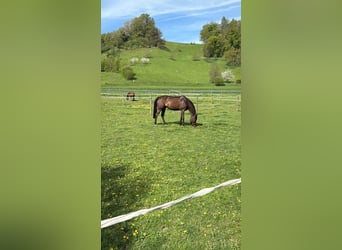 Oldenbourg, Jument, 11 Ans, 170 cm, Bai brun