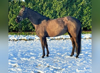 Oldenbourg, Jument, 11 Ans, 170 cm, Noir