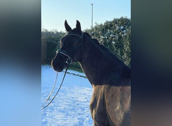 Oldenbourg, Jument, 11 Ans, 170 cm, Noir