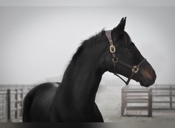 Oldenbourg, Jument, 11 Ans, 172 cm, Bai brun foncé