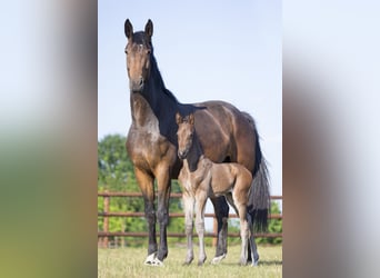 Oldenbourg, Jument, 11 Ans, 172 cm, Bai brun foncé