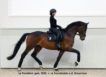 Oldenbourg, Jument, 11 Ans, 172 cm, Bai brun foncé