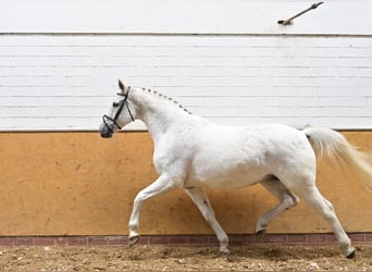 Oldenbourg, Jument, 11 Ans, 172 cm, Gris