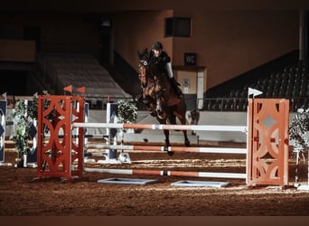 Oldenbourg, Jument, 11 Ans, 173 cm, Bai