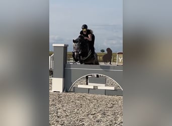 Oldenbourg, Jument, 11 Ans, 173 cm, Gris pommelé