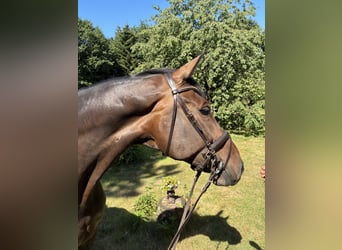 Oldenbourg, Jument, 11 Ans, 175 cm, Bai