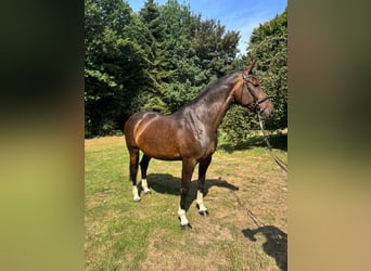 Oldenbourg, Jument, 11 Ans, 175 cm, Bai