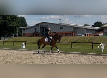 Oldenbourg, Jument, 11 Ans, 175 cm, Bai