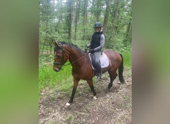 Oldenbourg, Jument, 11 Ans, 175 cm, Bai