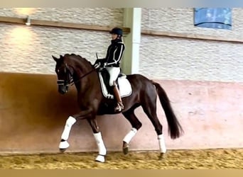 Oldenbourg, Jument, 11 Ans, Alezan brûlé