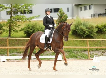 Oldenbourg, Jument, 11 Ans, Alezan brûlé