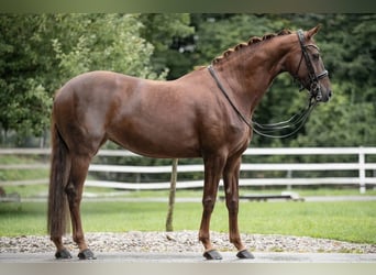 Oldenbourg, Jument, 11 Ans, Alezan brûlé