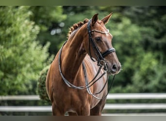 Oldenbourg, Jument, 11 Ans, Alezan brûlé