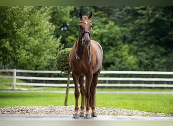 Oldenbourg, Jument, 11 Ans, Alezan brûlé