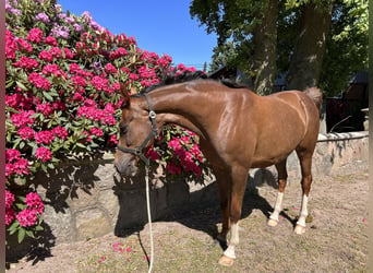 Oldenbourg, Jument, 11 Ans, Alezan
