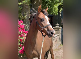 Oldenbourg, Jument, 11 Ans, Alezan