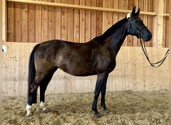 Oldenbourg, Jument, 12 Ans, 162 cm, Bai brun foncé