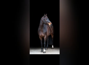 Oldenbourg, Jument, 12 Ans, 164 cm, Bai brun