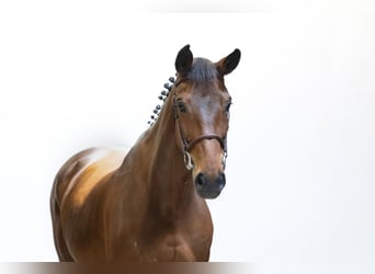 Oldenbourg, Jument, 12 Ans, 164 cm, Bai