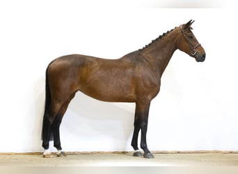 Oldenbourg, Jument, 12 Ans, 164 cm, Bai
