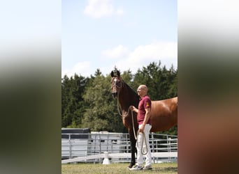 Oldenbourg, Jument, 12 Ans, 164 cm, Bai