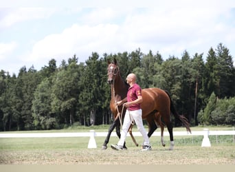 Oldenbourg, Jument, 12 Ans, 164 cm, Bai