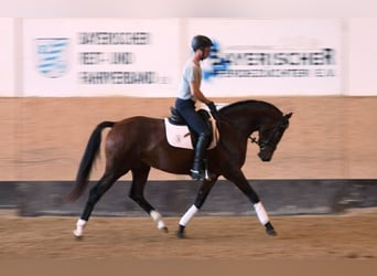 Oldenbourg, Jument, 12 Ans, 164 cm, Bai