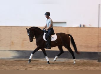 Oldenbourg, Jument, 12 Ans, 164 cm, Bai