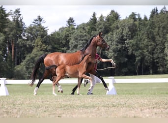 Oldenbourg, Jument, 12 Ans, 164 cm, Bai