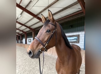 Oldenbourg, Jument, 12 Ans, 165 cm, Bai