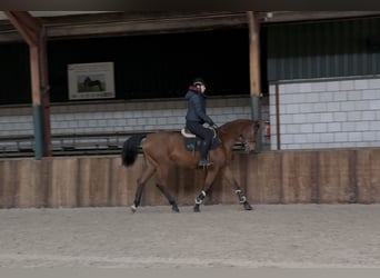 Oldenbourg, Jument, 12 Ans, 165 cm, Bai