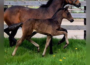 Oldenbourg, Jument, 12 Ans, 165 cm, Bai