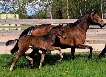 Oldenbourg, Jument, 12 Ans, 165 cm, Bai