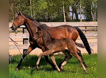 Oldenbourg, Jument, 12 Ans, 165 cm, Bai