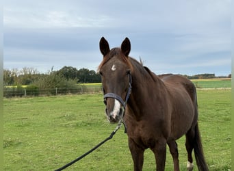 Oldenbourg, Jument, 12 Ans, 168 cm, Alezan brûlé