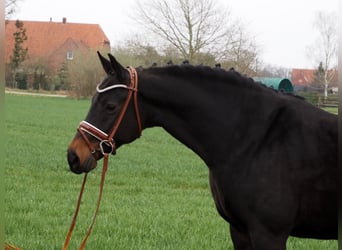 Oldenbourg, Jument, 12 Ans, 168 cm, Bai brun foncé