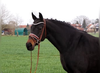 Oldenbourg, Jument, 12 Ans, 168 cm, Bai brun foncé