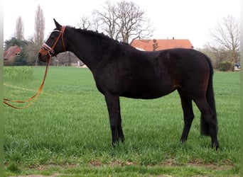 Oldenbourg, Jument, 12 Ans, 168 cm, Bai brun foncé