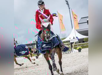 Oldenbourg, Jument, 12 Ans, 168 cm, Bai