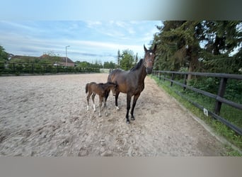 Oldenbourg, Jument, 12 Ans, 169 cm, Bai