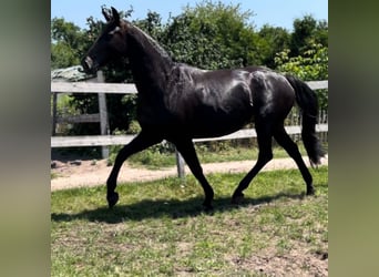 Oldenbourg, Jument, 12 Ans, 170 cm, Noir