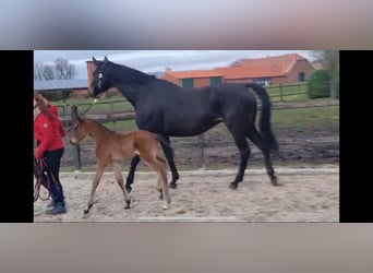 Oldenbourg, Jument, 12 Ans, 172 cm, Bai brun foncé