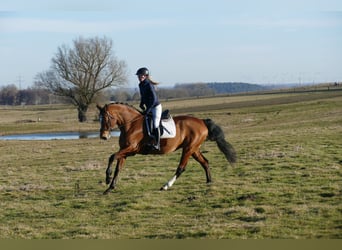 Oldenbourg, Jument, 12 Ans, 172 cm, Bai