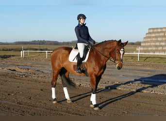 Oldenbourg, Jument, 12 Ans, 172 cm, Bai