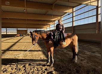 Oldenbourg, Jument, 12 Ans, 172 cm, Bai