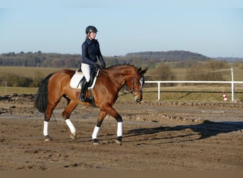 Oldenbourg, Jument, 12 Ans, 172 cm, Bai