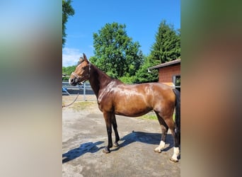Oldenbourg, Jument, 12 Ans, 172 cm, Bai