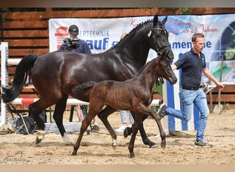 Oldenbourg, Jument, 12 Ans, Noir